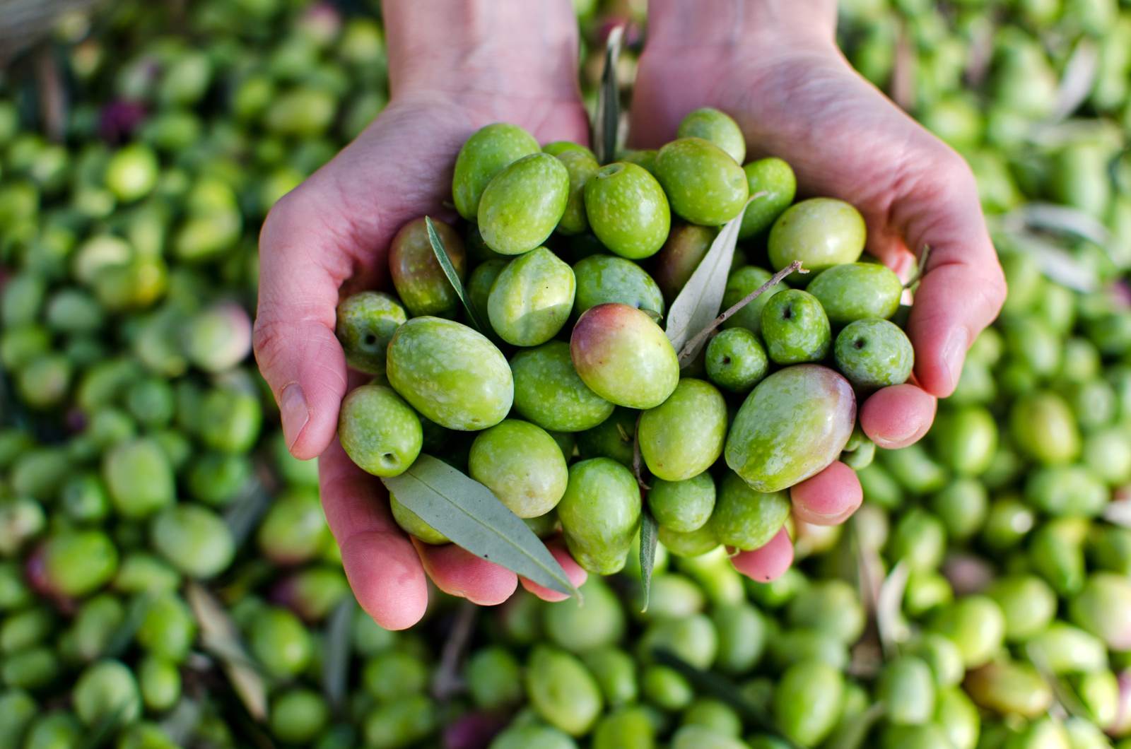 raccolta delle olive marchigiane